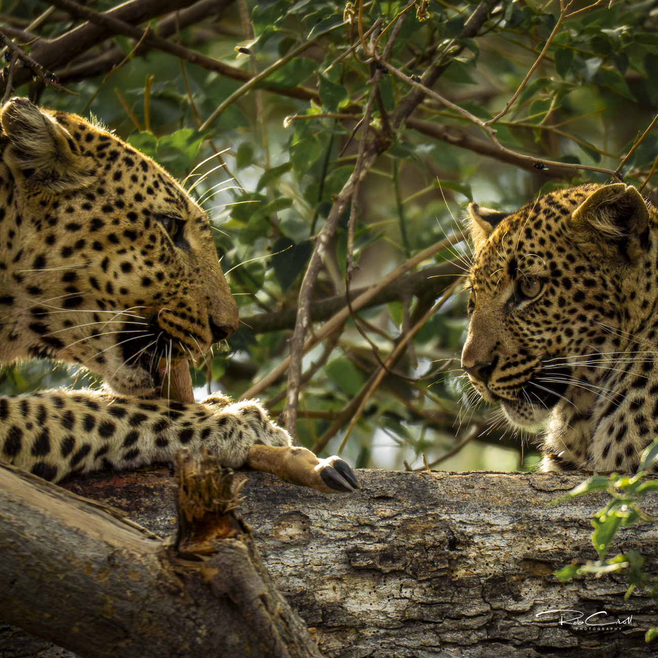 Mother Leopard and cub